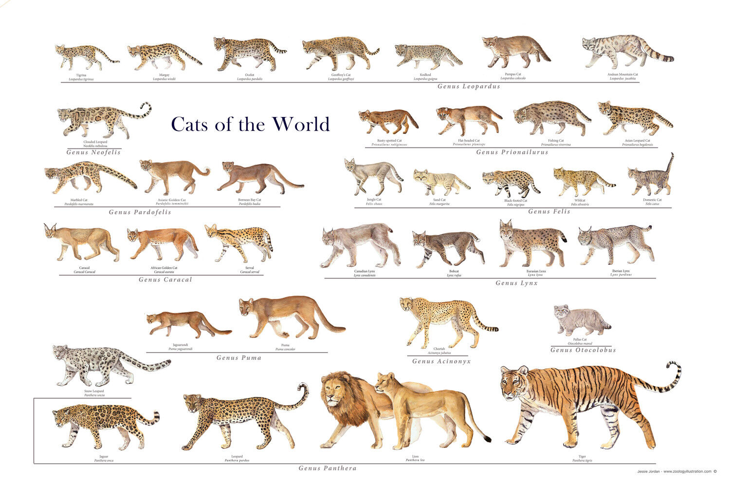 Biggest Wild Cats In The World