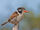 White-eared Puffbird