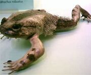 Hairy Frog-1.jpg