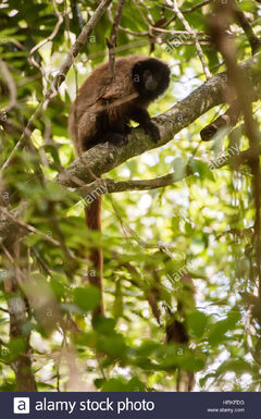 Masked-titi-monkey-callicebus-personatus-photographed-in-domingos-HRKFDG