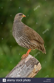 Natal-spurfowl-perched-on-log-BRM5EP