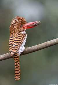 A female with prey