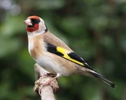 European goldfinch (Carduelis carduelis)