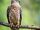 European Honey Buzzard