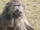 Chacma Baboon