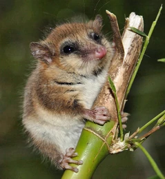 Monito Del Monte Animal Database Fandom