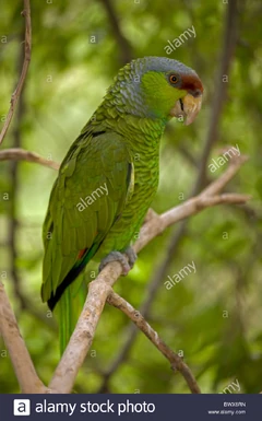 Lilac-crowned-parrot-amazona-finschi-mexico-inhabits-tropical-deciduous-BWX6RN