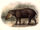California Tapir