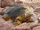 Galápagos Land Iguana