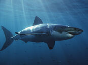 Great White Shark swimming in the Open Ocean