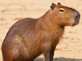 Capybara