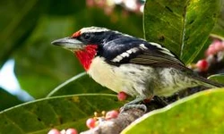 Capito niger Wayabo AB-2ff