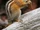 Chipmunk