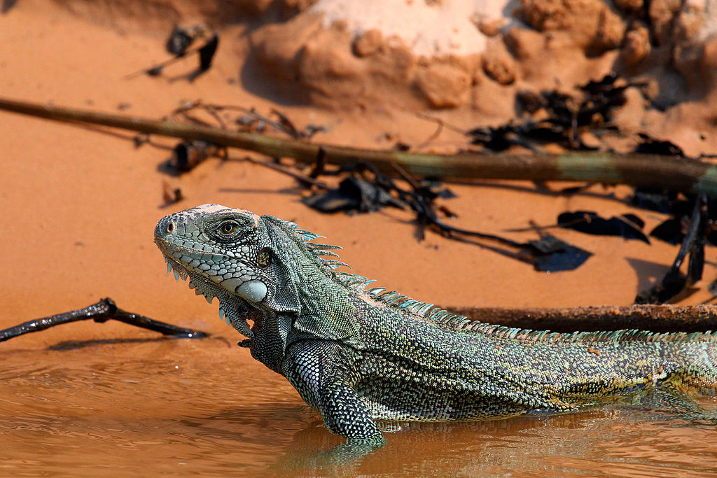 Green Iguana Animal Database Fandom