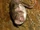 Common Vampire Bat