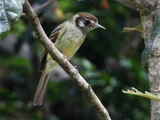 Sepia-capped Flycatcher