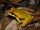 Aglyptodactylus