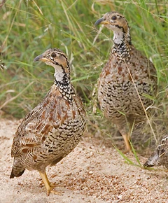 305 Shelleys Francolin 395h