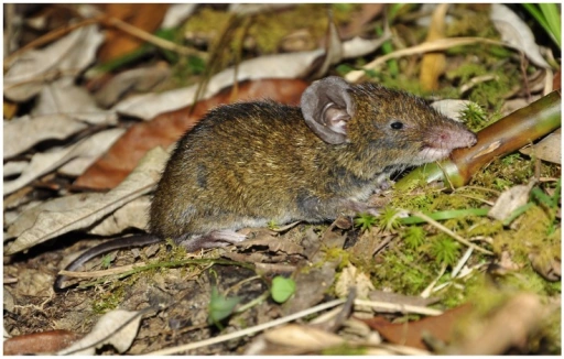 Shrew Gymnure Animal Database Fandom