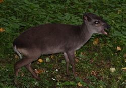 Red-flanked duiker (Cephalophus rufilatus) - Quick facts