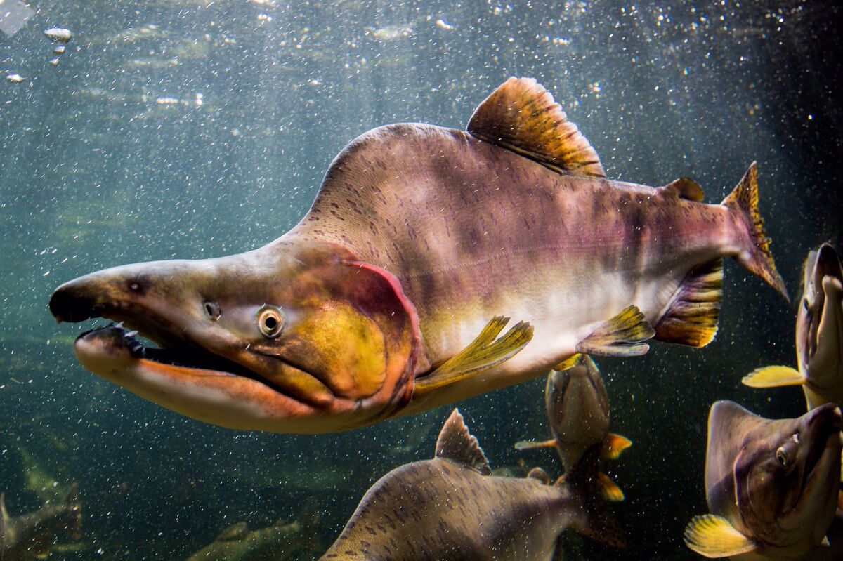Great picture of mero! Canary island, Fish pet, Under the ocean
