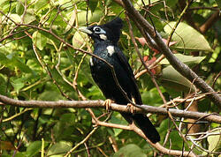 Raja-perling-Seram Basilornis-corythaix