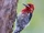 Red-breasted Sapsucker