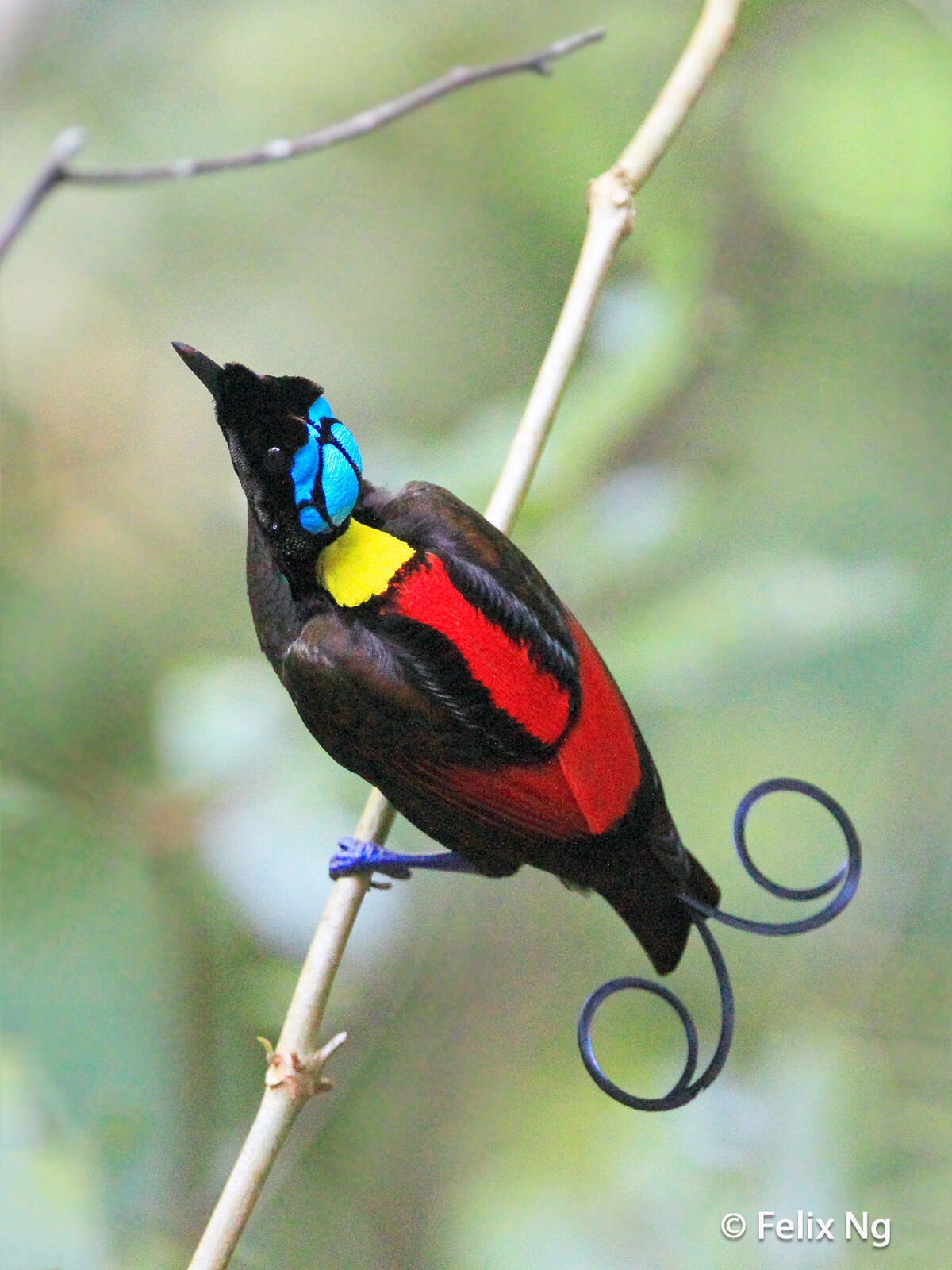 polar lights paradise birds nude 
