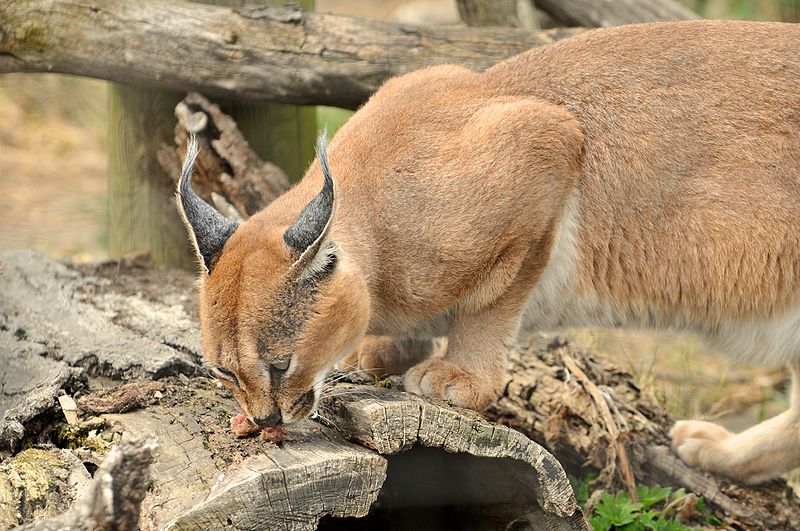 Red caracal 2025