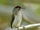 Plain-breasted Piculet