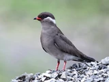 Rock Pratincole