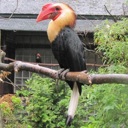 Hornbill writhed6