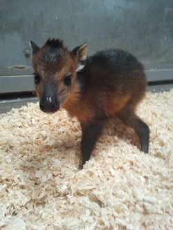 Red-flanked duiker (Cephalophus rufilatus) - Quick facts