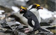 Macaroni Penguin-1