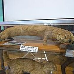 Beringian lemming - Wikipedia