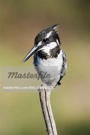 841-06446173em-Pied-kingfisher-(Ceryle-rudis)-Intaka-Island-Cape-Town-South-Africa-Africa