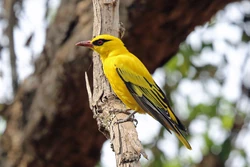 African-Golden-Oriole-05