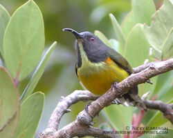 Apo sunbird