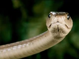 Black Mamba