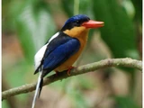 Buff-breasted Paradise Kingfisher