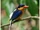 Buff-breasted Paradise Kingfisher