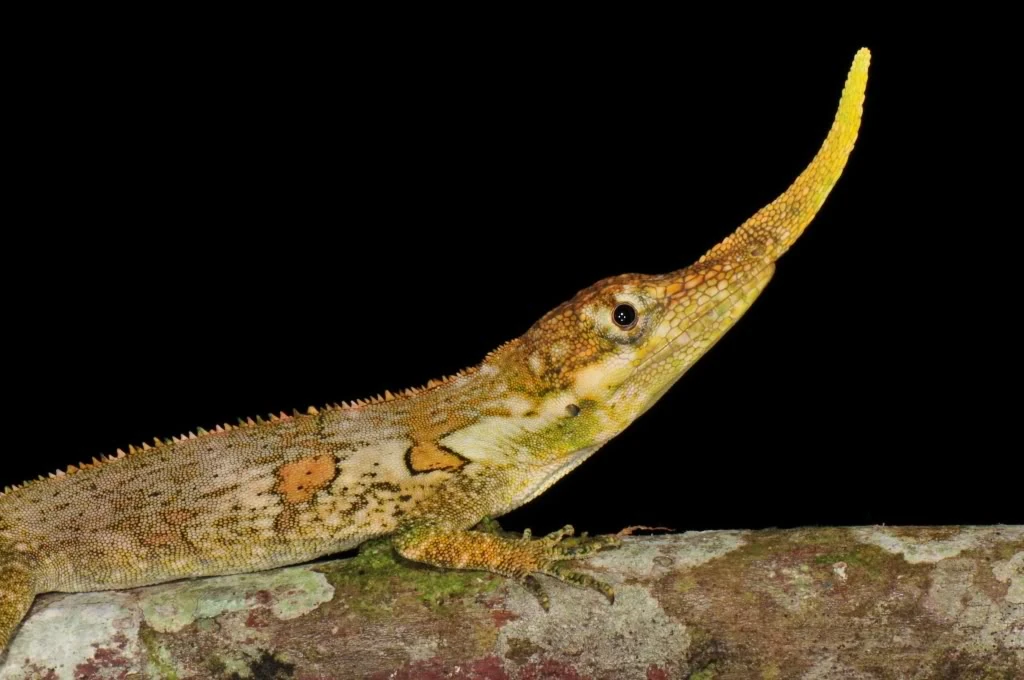 CategoryPolychrotidae Animal Database Fandom