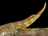 Pinocchio Lizard