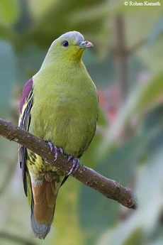 Pompadourgreenpigeon