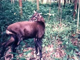 Saola