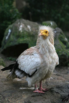 400px-Neophron percnopterus-Artis Zoo -Netherlands-8b