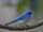 African Blue Flycatcher