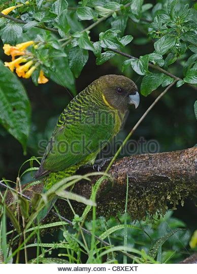 Psittacella Animal Database Fandom