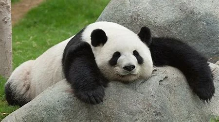 Lazy Panda