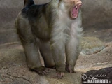 Southern Pig-tailed Macaque